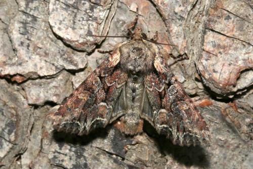 Réf. 183 450 : Lacanobia thalassina